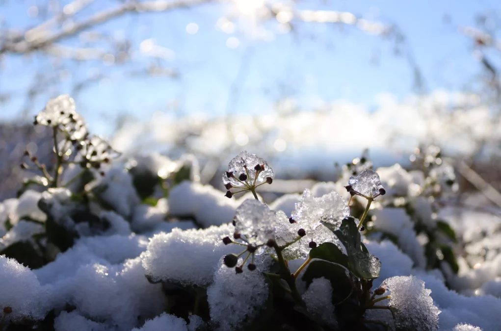 Ein Bild auf 5min.at zeigt eine Pflanze, die mit Eis überzogen ist. Rundeherum liegt Schnee.