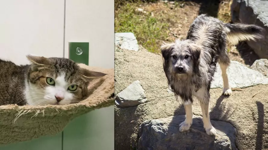 Ein Bild auf 5min.at zeigt Kater Mucki und Hund Pauli.