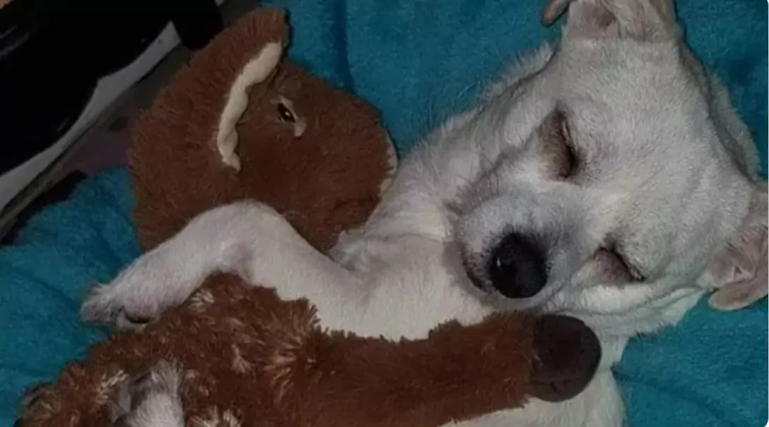 Bild auf 5min.at zeigt den Hund Gismo mit einem Kuscheltier.