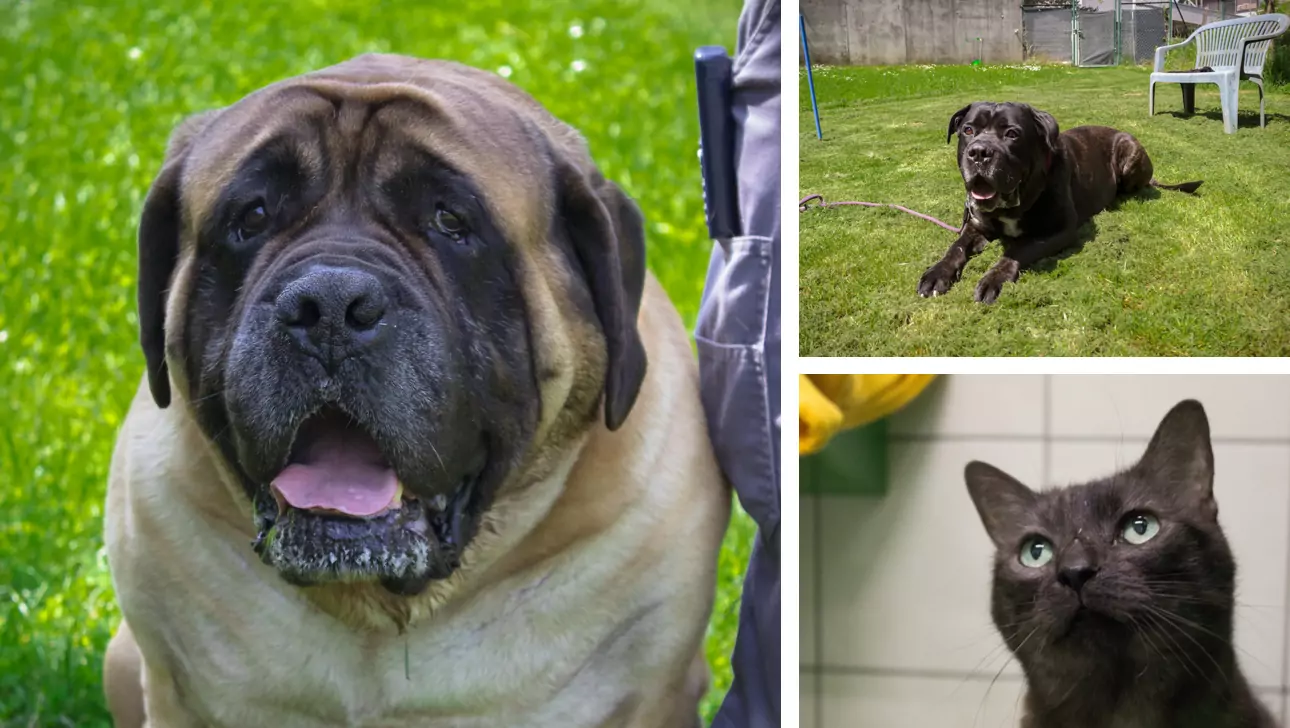 Freunde fürs Leben gesucht? Diese Tiere warten im TiKo auf dich
