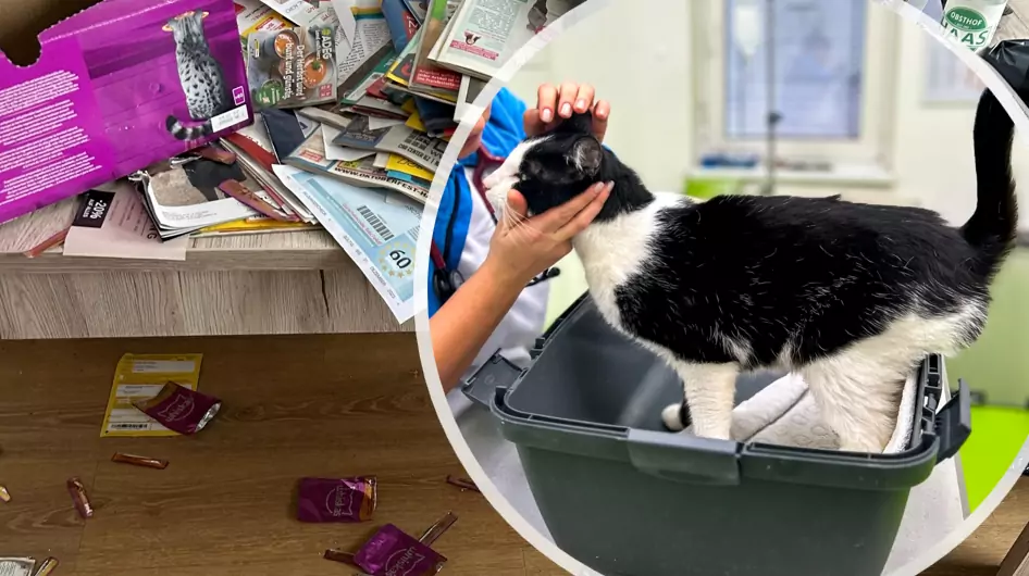 Einfach allein gelassen: Kater schrie tagelang verzweifelt um Hilfe