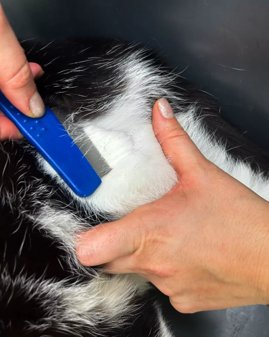Einfach allein gelassen: Kater schrie tagelang verzweifelt um Hilfe
