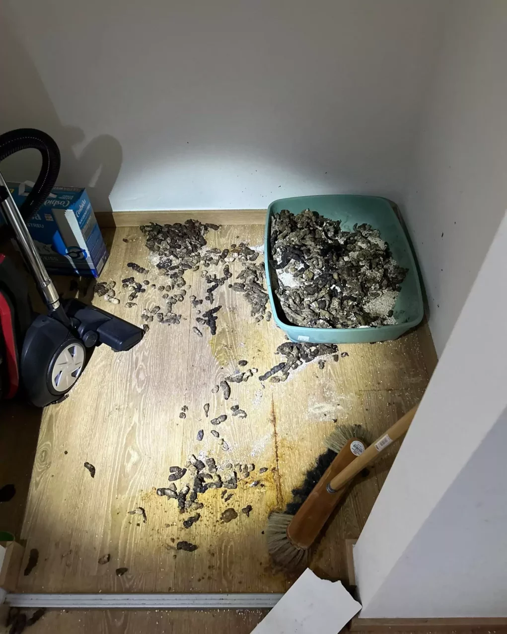 Einfach allein gelassen: Kater schrie tagelang verzweifelt um Hilfe