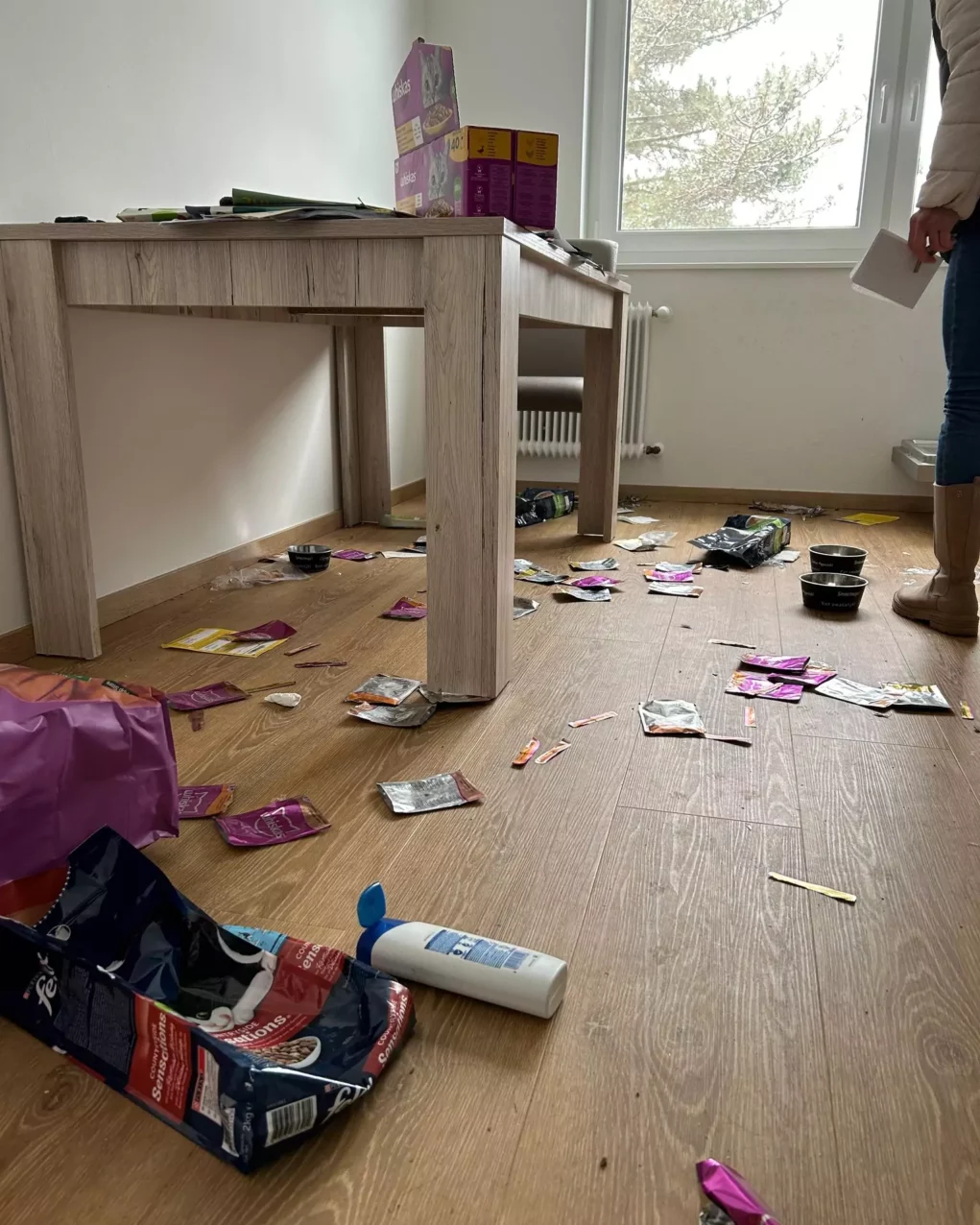 Einfach allein gelassen: Kater schrie tagelang verzweifelt um Hilfe