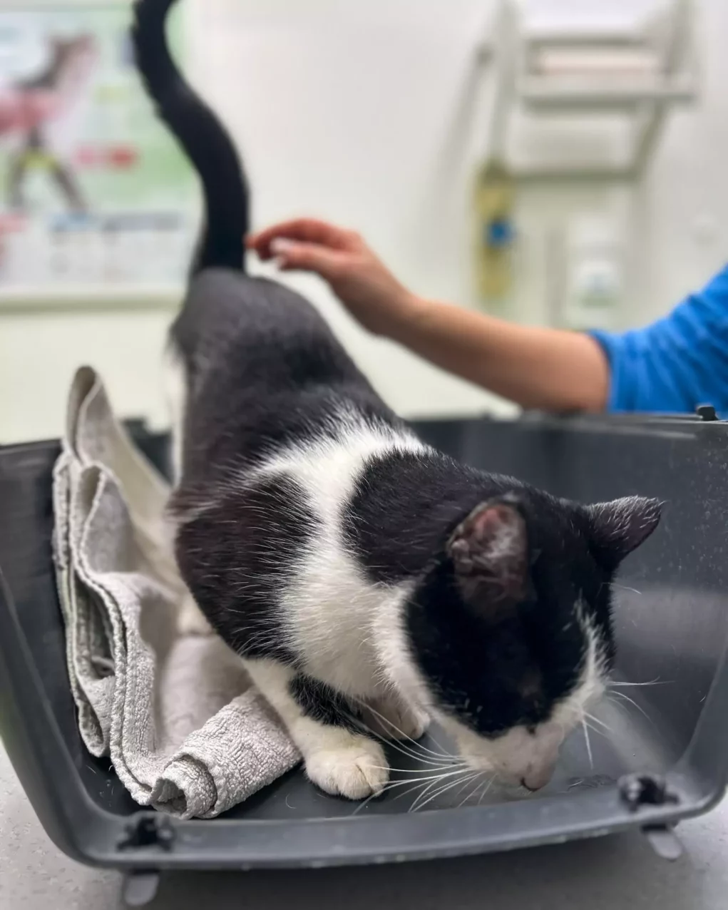 Einfach allein gelassen: Kater schrie tagelang verzweifelt um Hilfe
