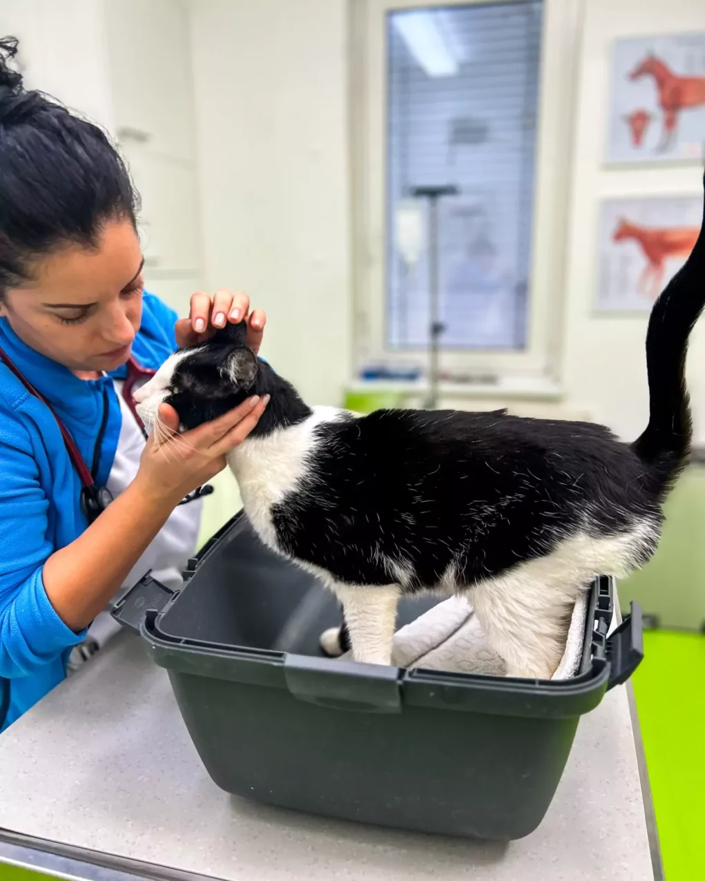 Einfach allein gelassen: Kater schrie tagelang verzweifelt um Hilfe