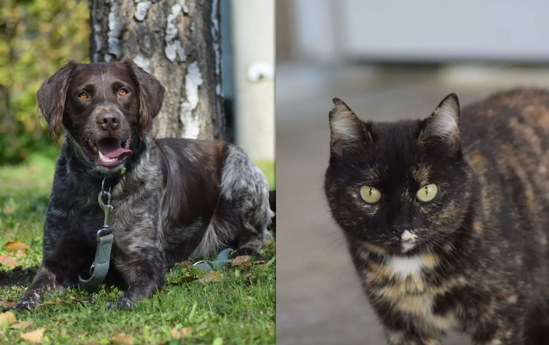 Eine Bildmontage auf 5min.at zeigt Hund Bär und Katze Goldi.