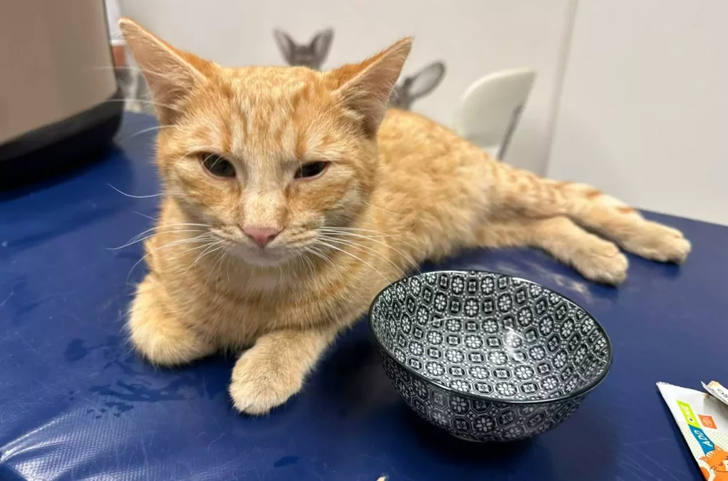 Kater Merlin von Auto angefahren: Gloria (14) hofft auf Weihnachtswunder