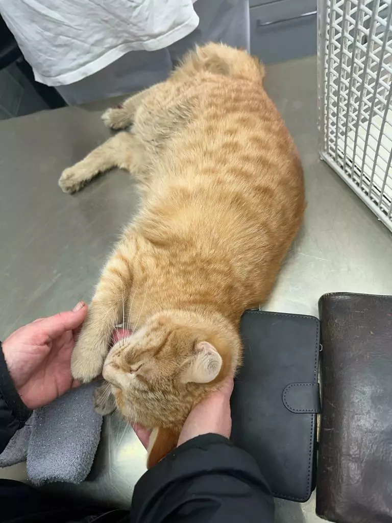 Kater Merlin von Auto angefahren: Gloria (14) hofft auf Weihnachtswunder