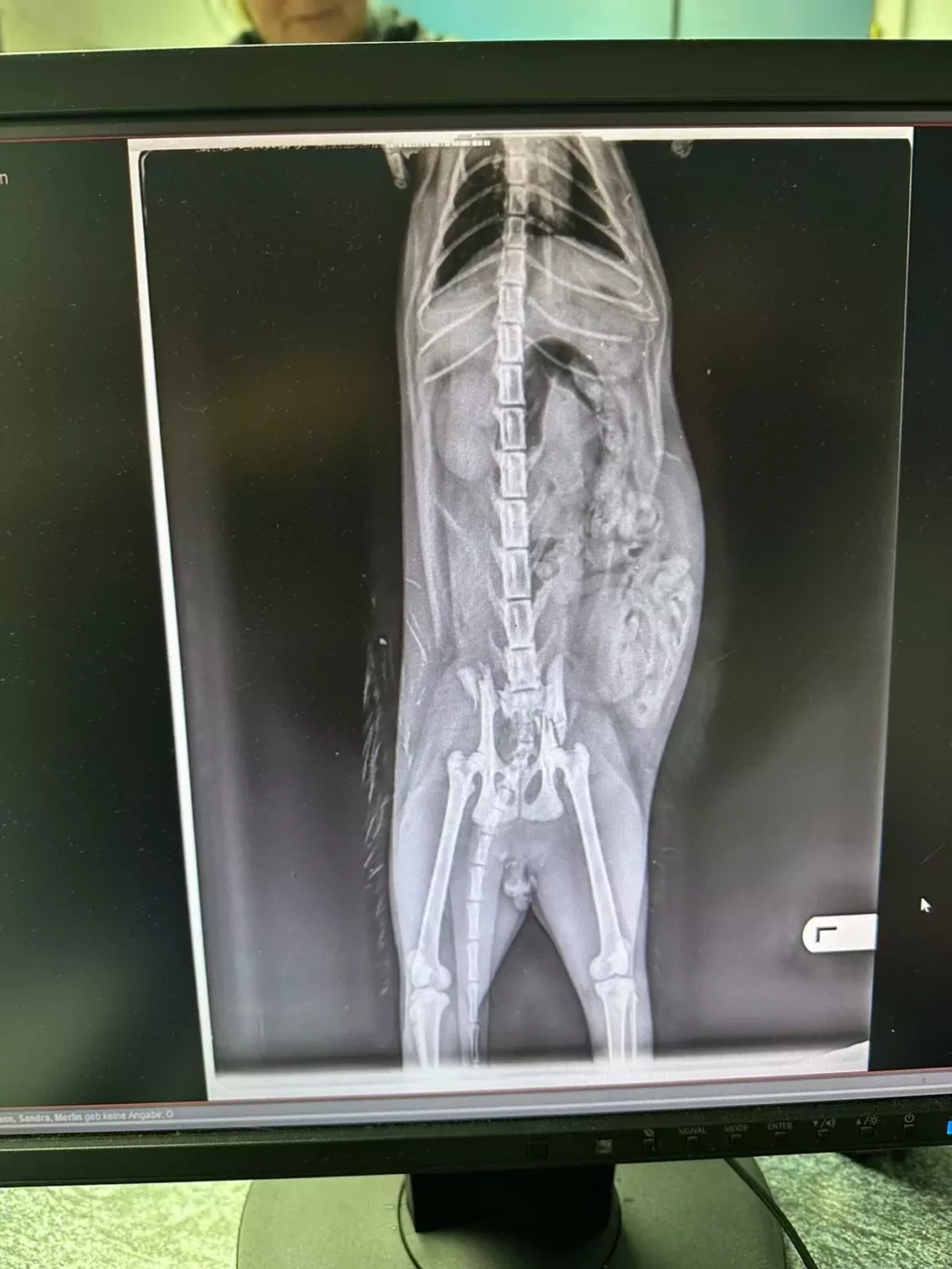 Kater Merlin von Auto angefahren: Gloria (14) hofft auf Weihnachtswunder