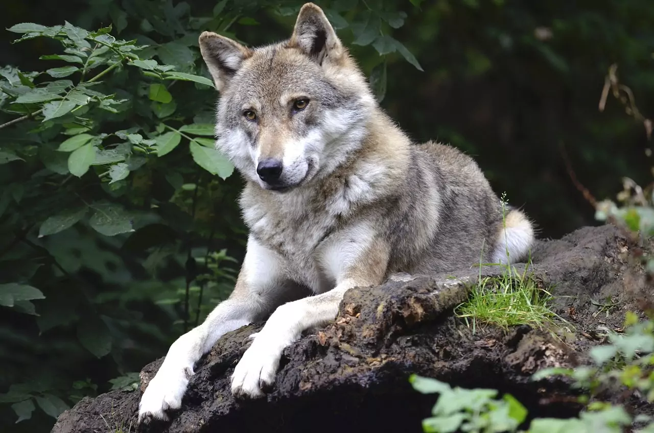 Foto in Beitrag von 5mi.at: Zu sehen ist ein Wolf auf einem Baumstamm.
