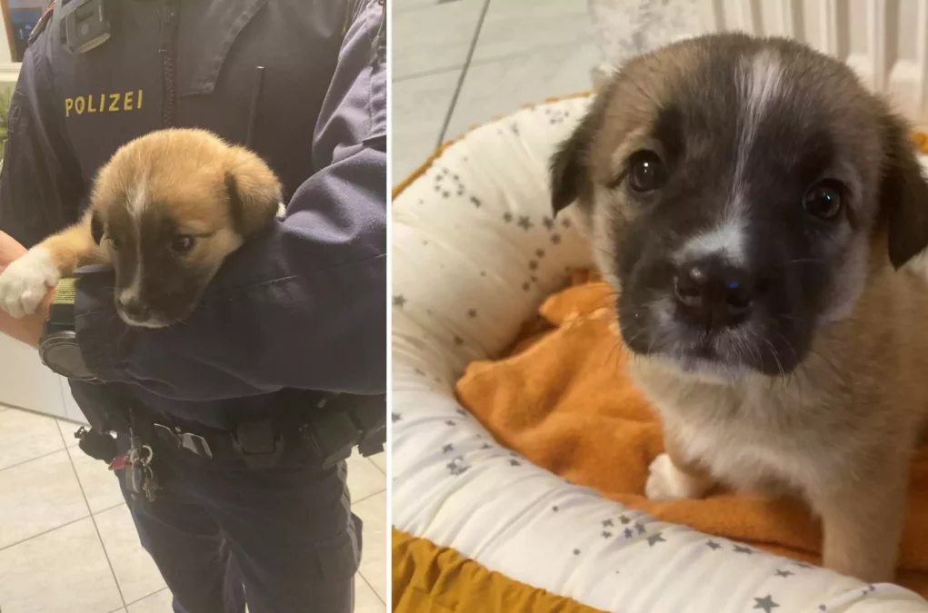 Ein Bild auf 5min.at zeigt den Hundewelpen, der auf der A10 gefundne wurde.