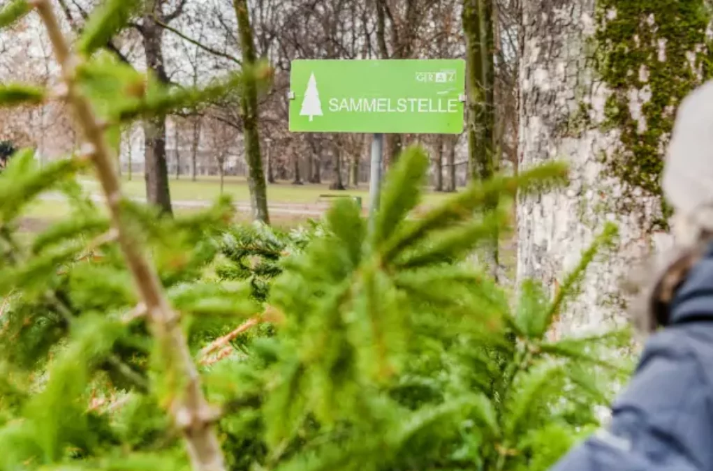 Sammelstellen: Hier können Christbäume in Graz entsorgt werden
