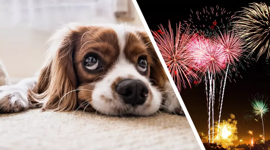 Warum ein Verzicht auf Feuerwerke zu Silvester wichtig ist
