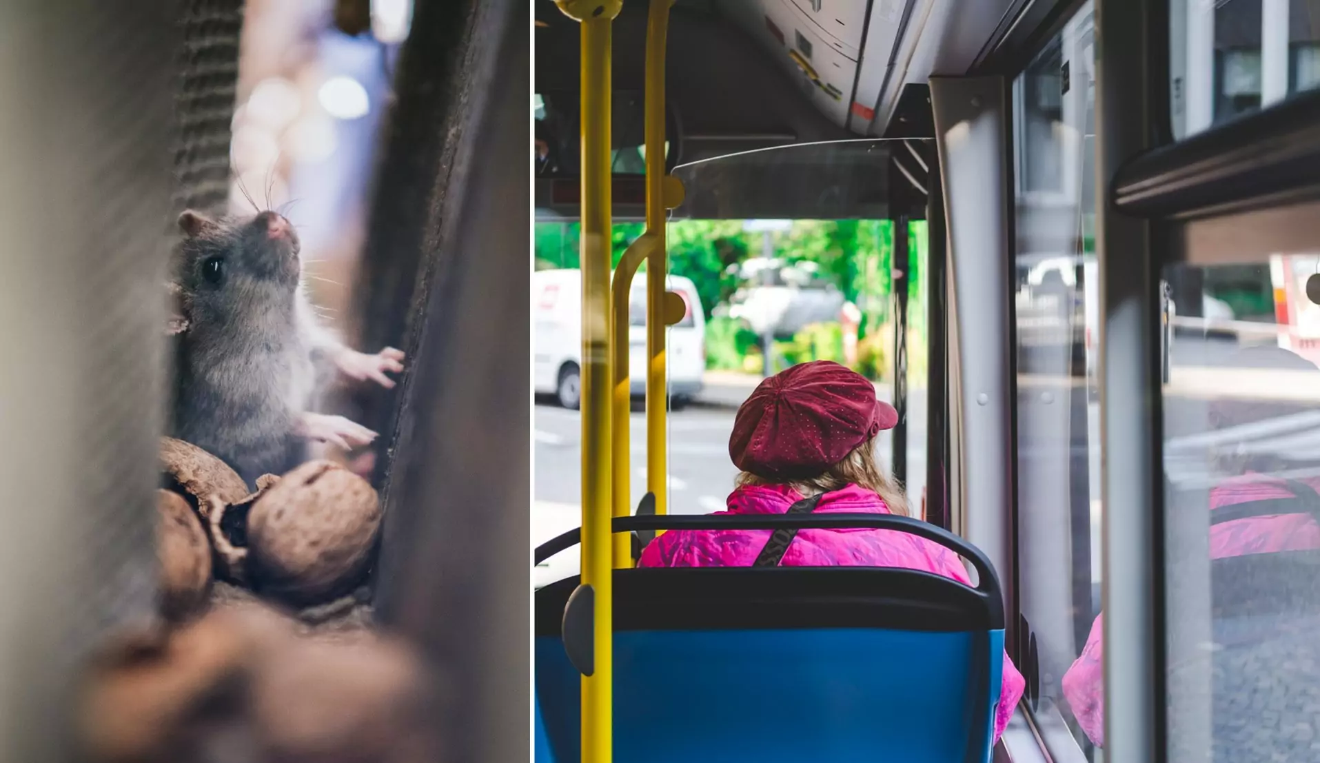 Eine Bildmontage auf 5min.at zeigt eine Ratte und einen Bus.