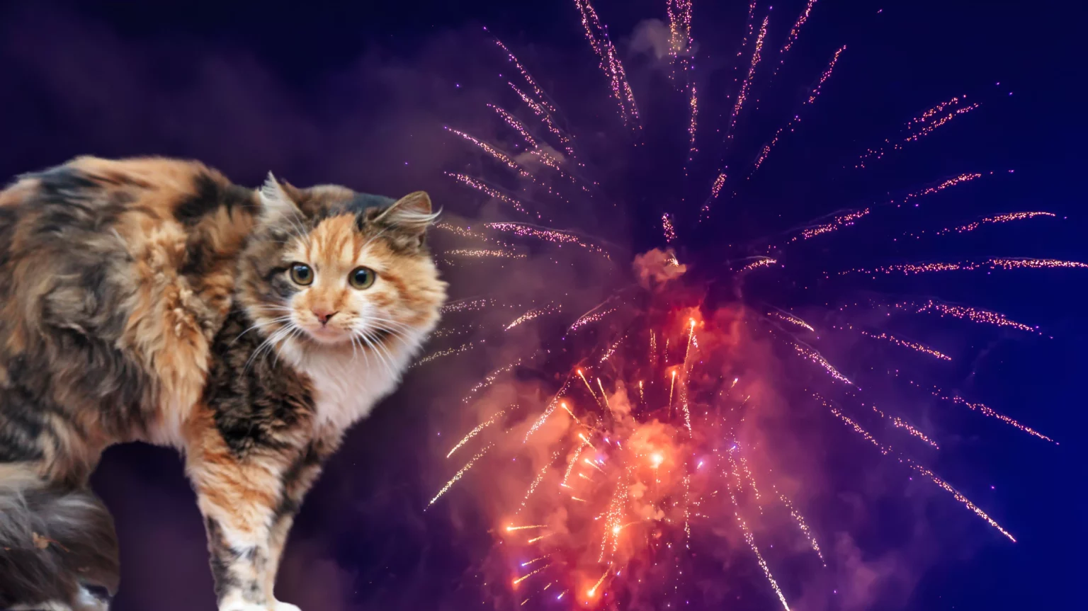 Eine Bildmontage auf 5min.at zeigt eine verschreckte Katze und ein Feuerwerk.