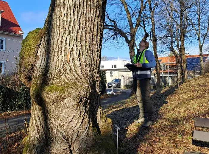 Ein Bild auf 5min.at zeigt einen Mitarbeiter des Villacher Baummanagements beim Durchchecken eines Baumes.