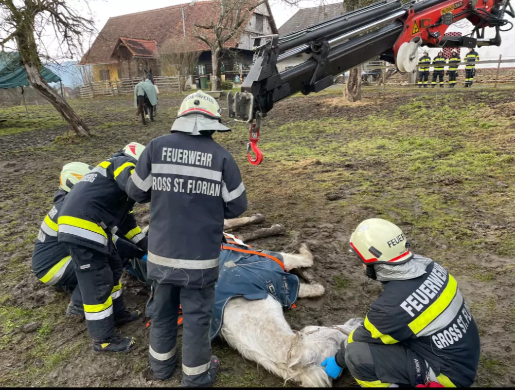 Bild auf 5min.at zeigt Florianis der FF Markt Groß St. Florian wie sie ein Pferd retten.