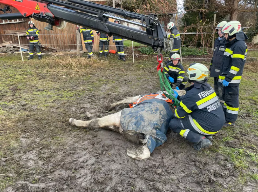 Bild auf 5min.at zeigt Florianis der FF Markt Groß St. Florian wie sie ein Pferd retten.