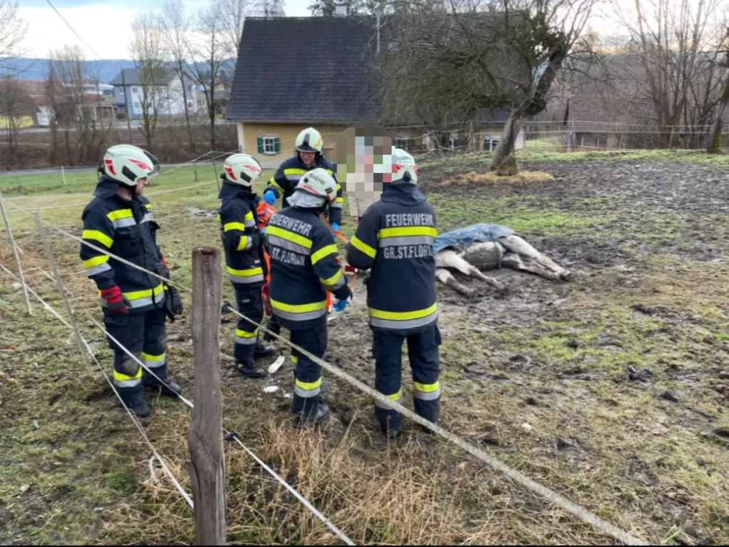 Bild auf 5min.at zeigt Florianis der FF Markt Groß St. Florian wie sie ein Pferd retten.