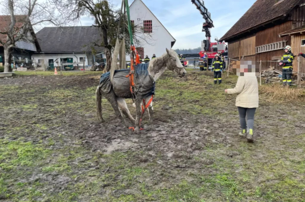 Bild auf 5min.at zeigt Florianis der FF Markt Groß St. Florian wie sie ein Pferd retten.