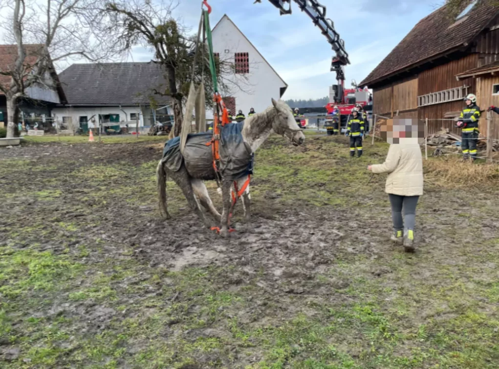 Bild auf 5min.at zeigt Florianis der FF Markt Groß St. Florian wie sie ein Pferd retten.