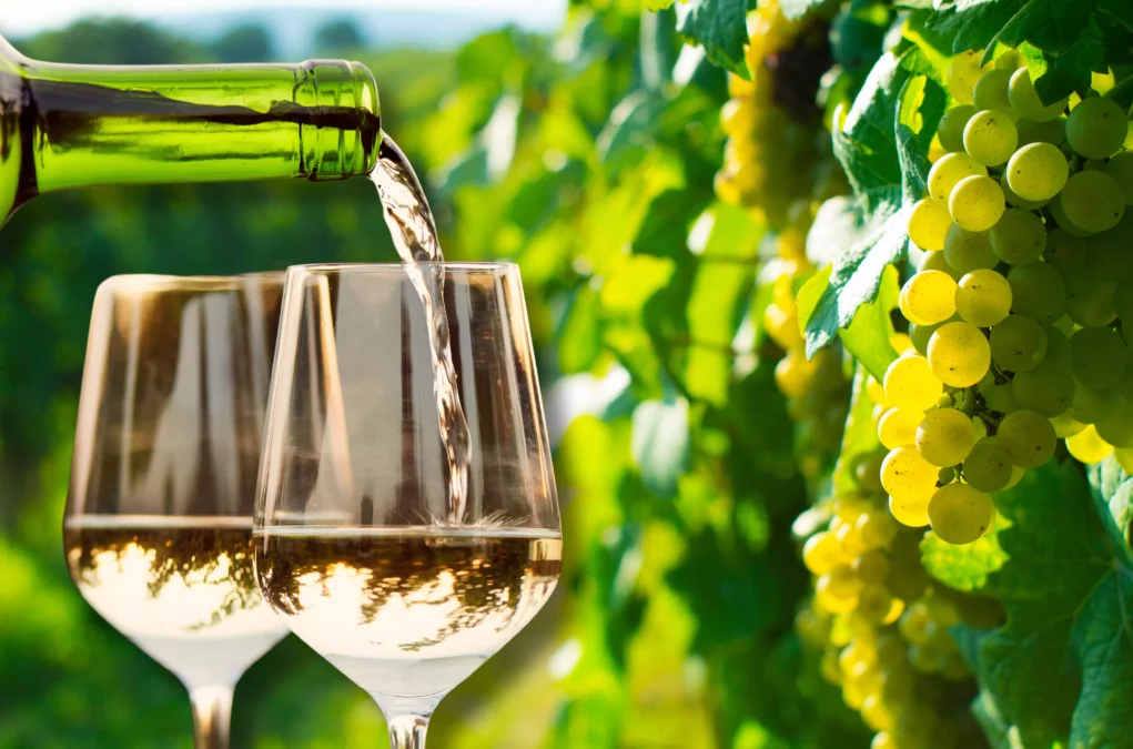 Ein Bild auf 5min.at zeigt zwei Gläser Weißwein vor grünen Weinreben.