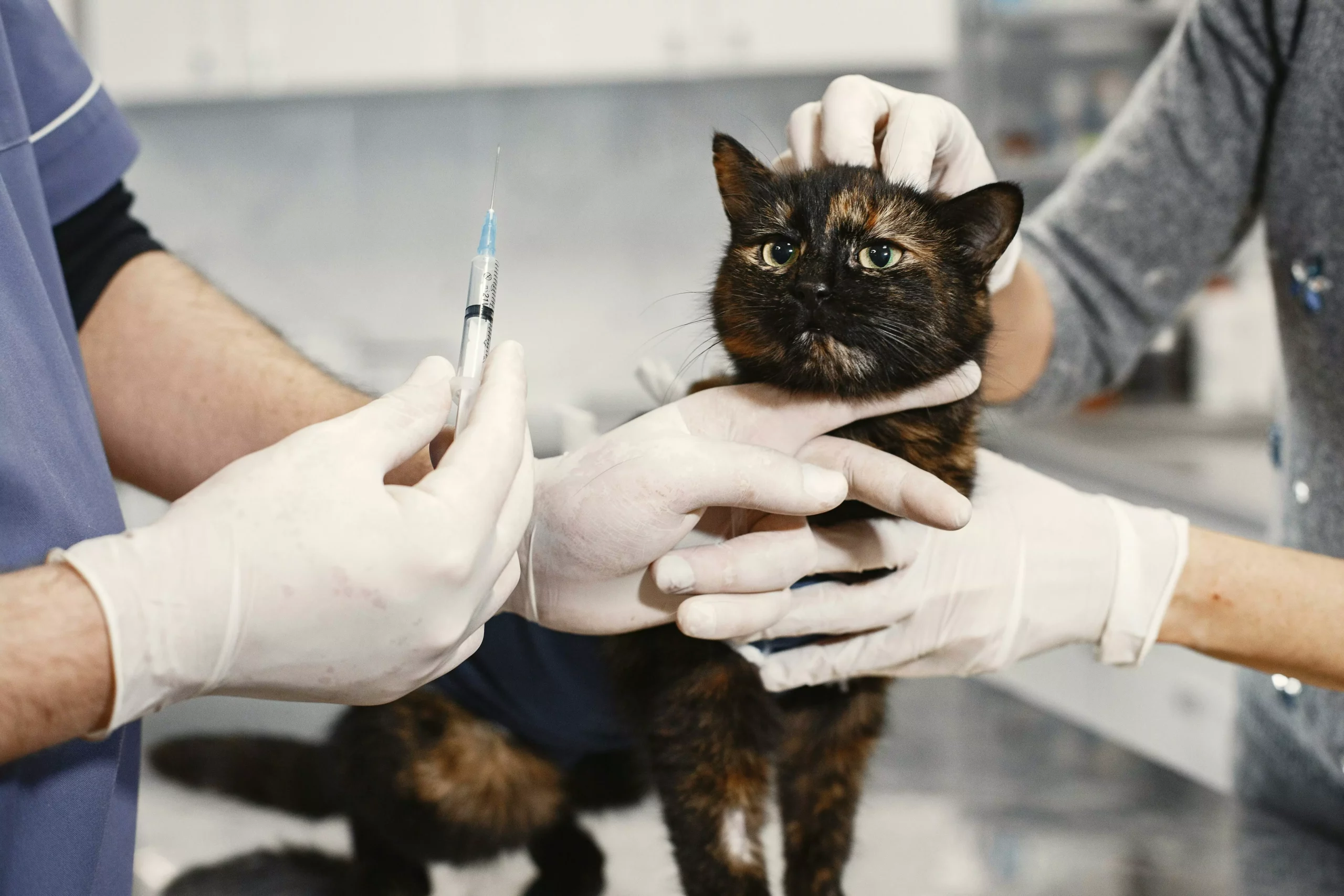 Symbolfoto auf 5min.at zeigt eine Katze beim Tierarzt.