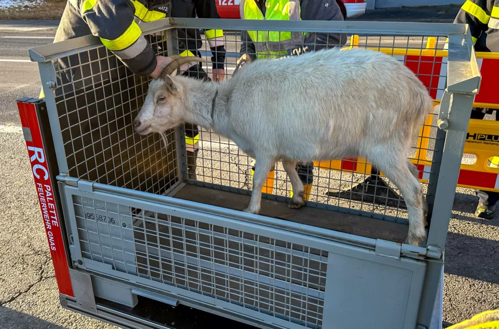 Bock auf Abenteuer: Ausgeb&uuml;xte Ziegen hielten Einsatzkr&auml;fte auf Trab