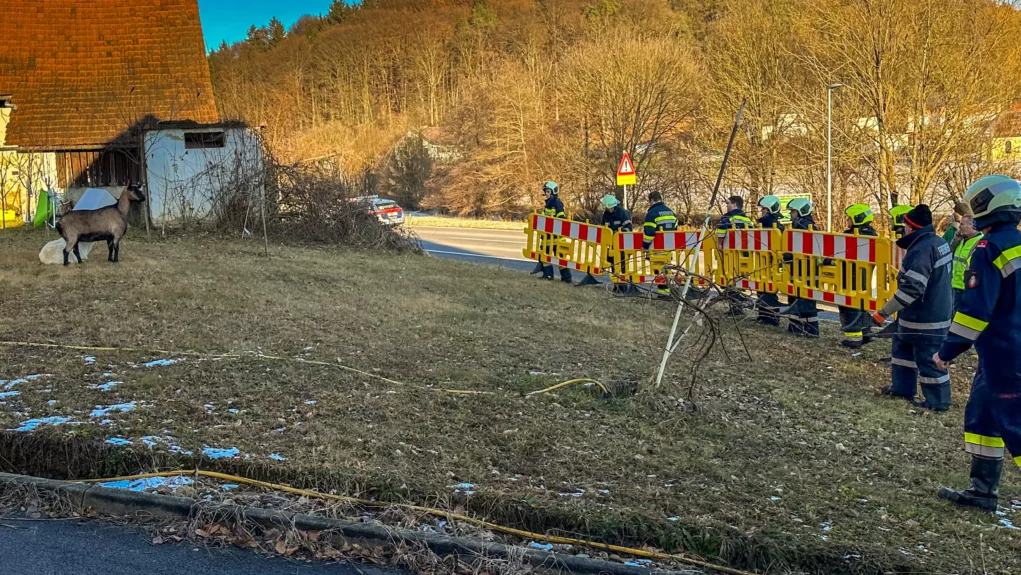 Bock auf Abenteuer: Ausgeb&uuml;xte Ziegen hielten Einsatzkr&auml;fte auf Trab