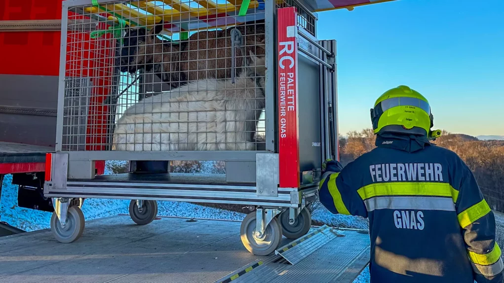 Bock auf Abenteuer: Ausgeb&uuml;xte Ziegen hielten Einsatzkr&auml;fte auf Trab