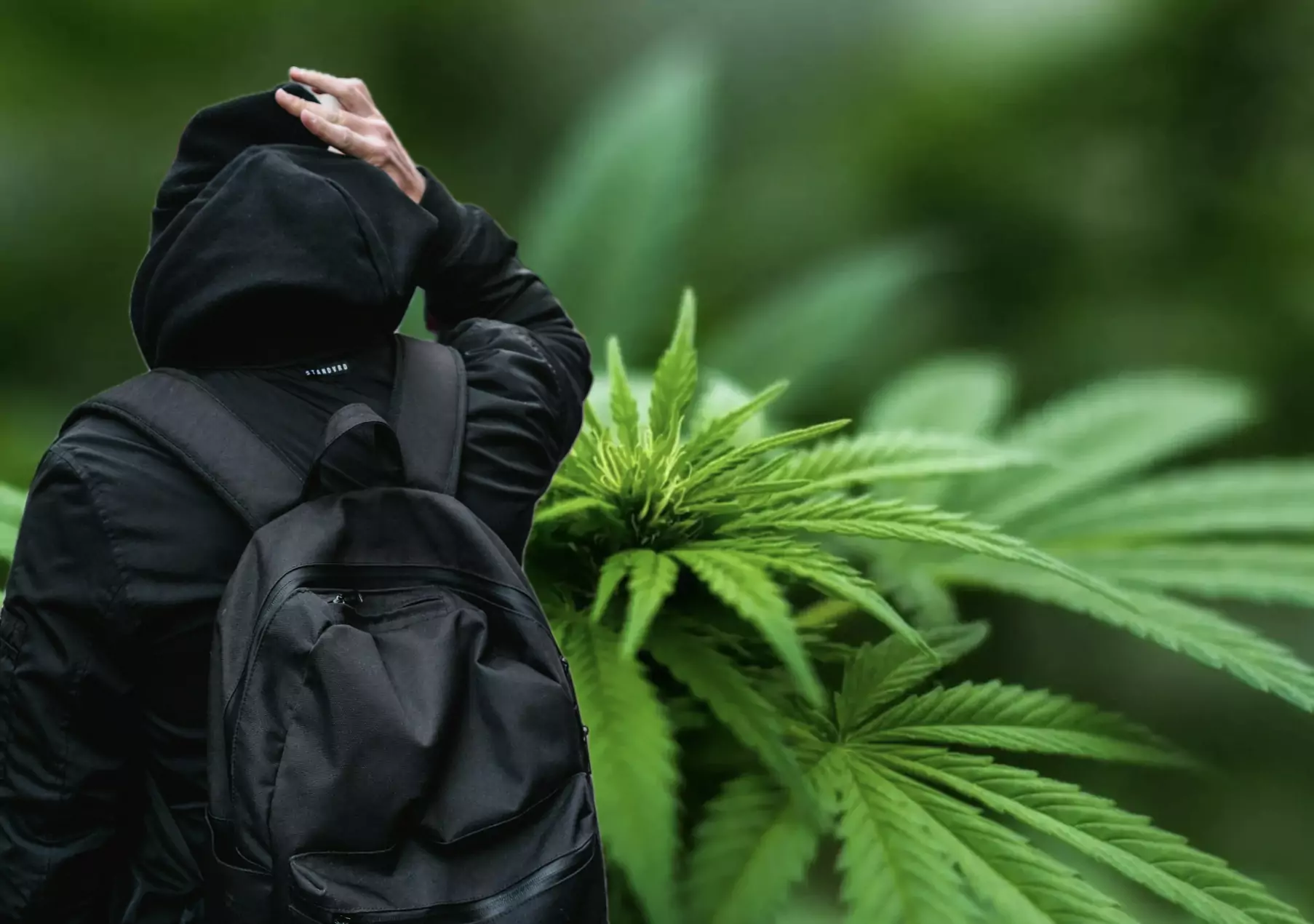 Foto auf 5min.at zeigt eine Cannabispflanze mit einem Jugendlichen der einen Rucksack trägt im Vordergrund.