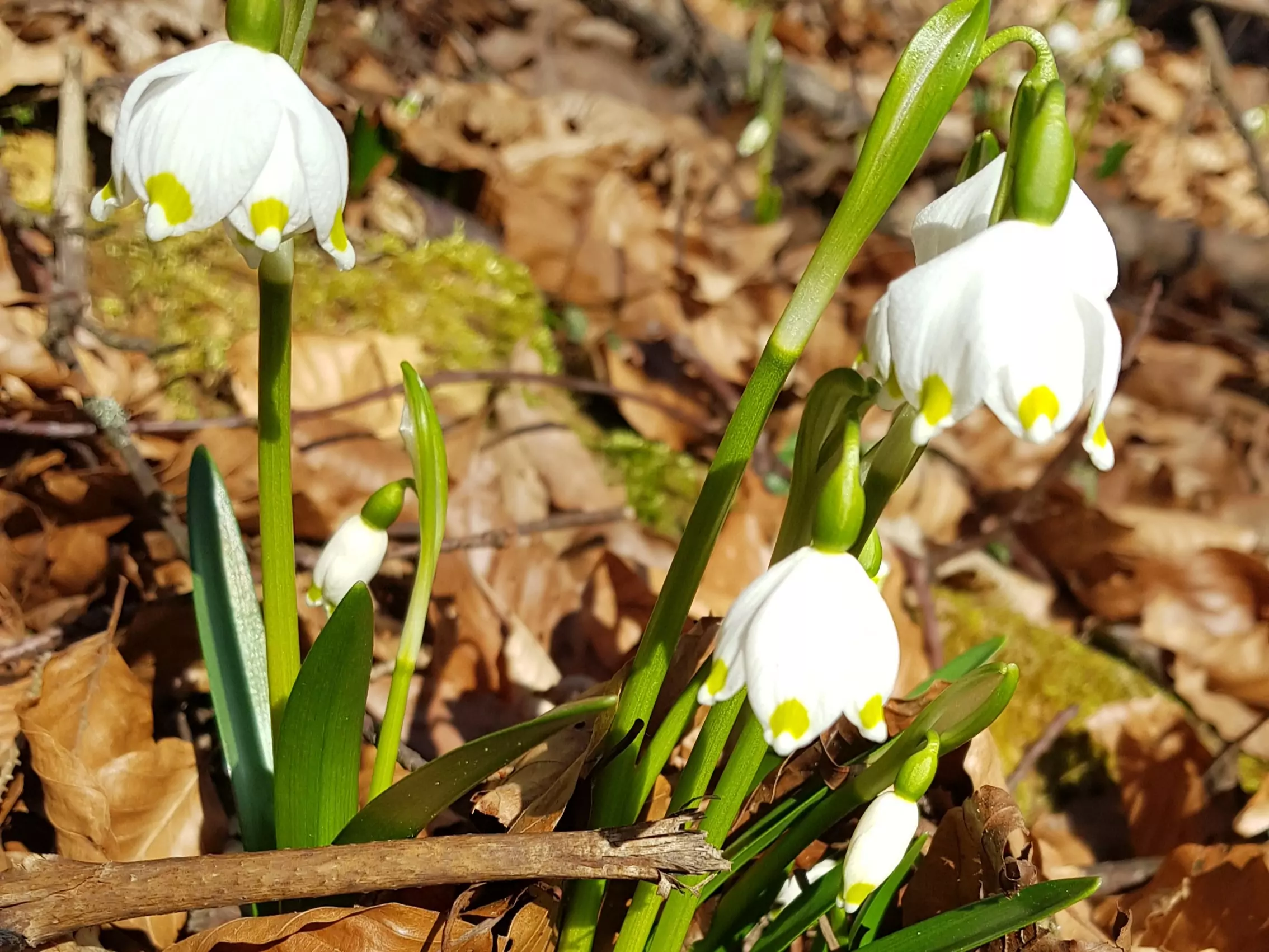 Ein Bild auf 5min.at zeigt Schneeglöckchen.