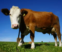 Symbolfoto auf 5min.at zeigt eine Kuh.