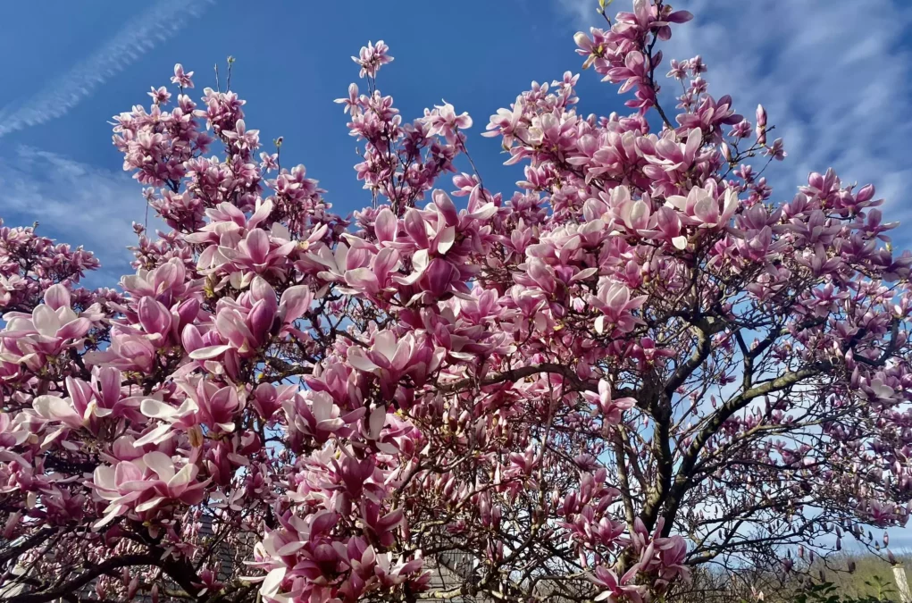 Bild auf 5min.at zeigt einen Magnolien-Baum in Graz.