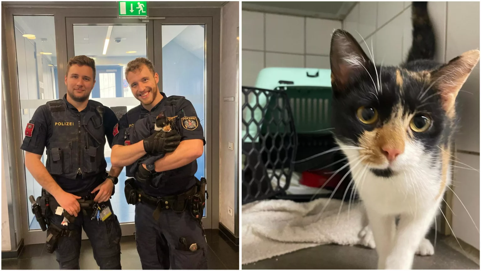 Ein Bild auf 5min.at zeigt zwei Polizisten mit einer jungen Katze