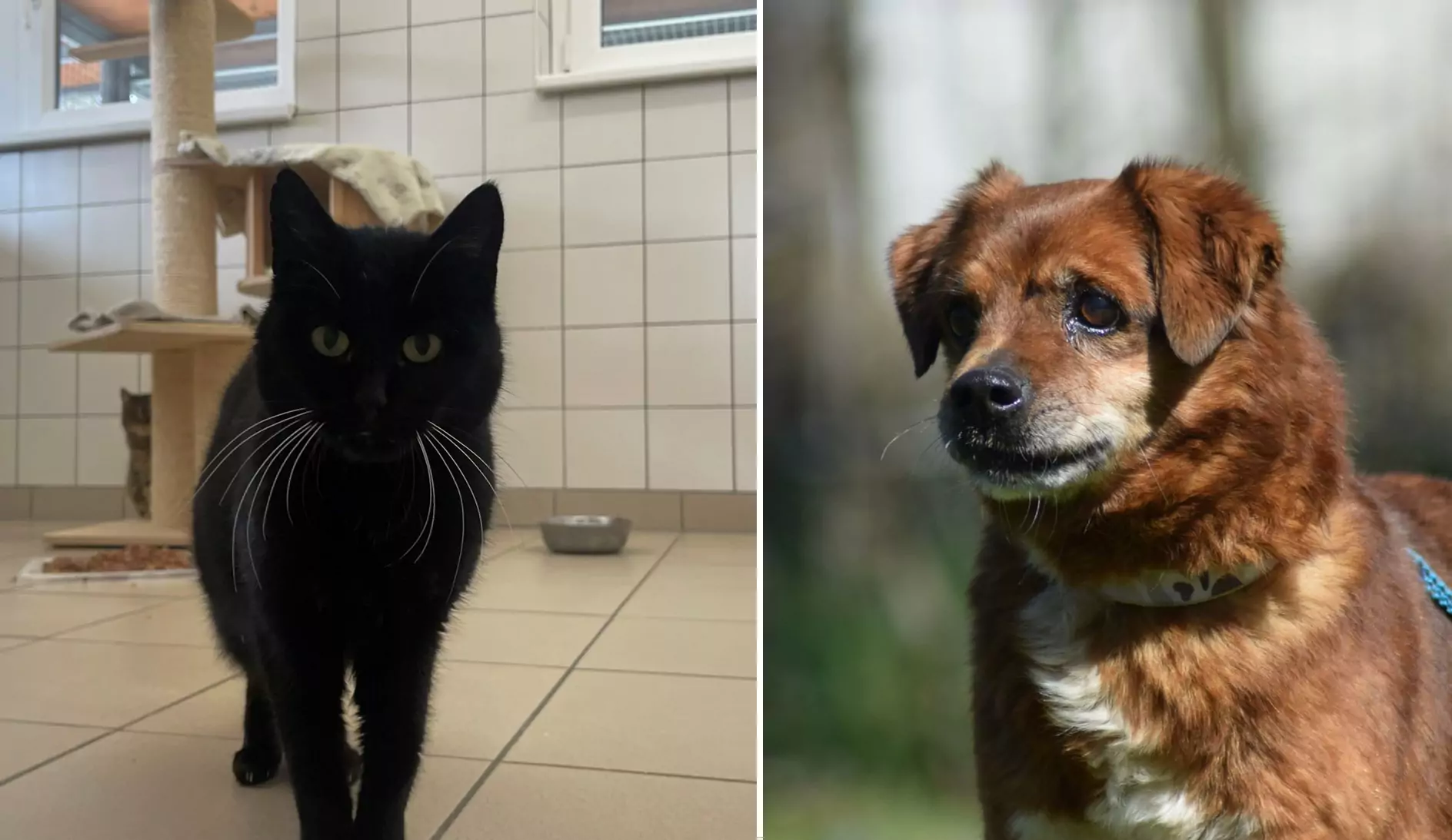 Ein Bild auf 5min.at zeigt die schwarze Katze „Billie“ und den braun-weißen Hund „Robex“.