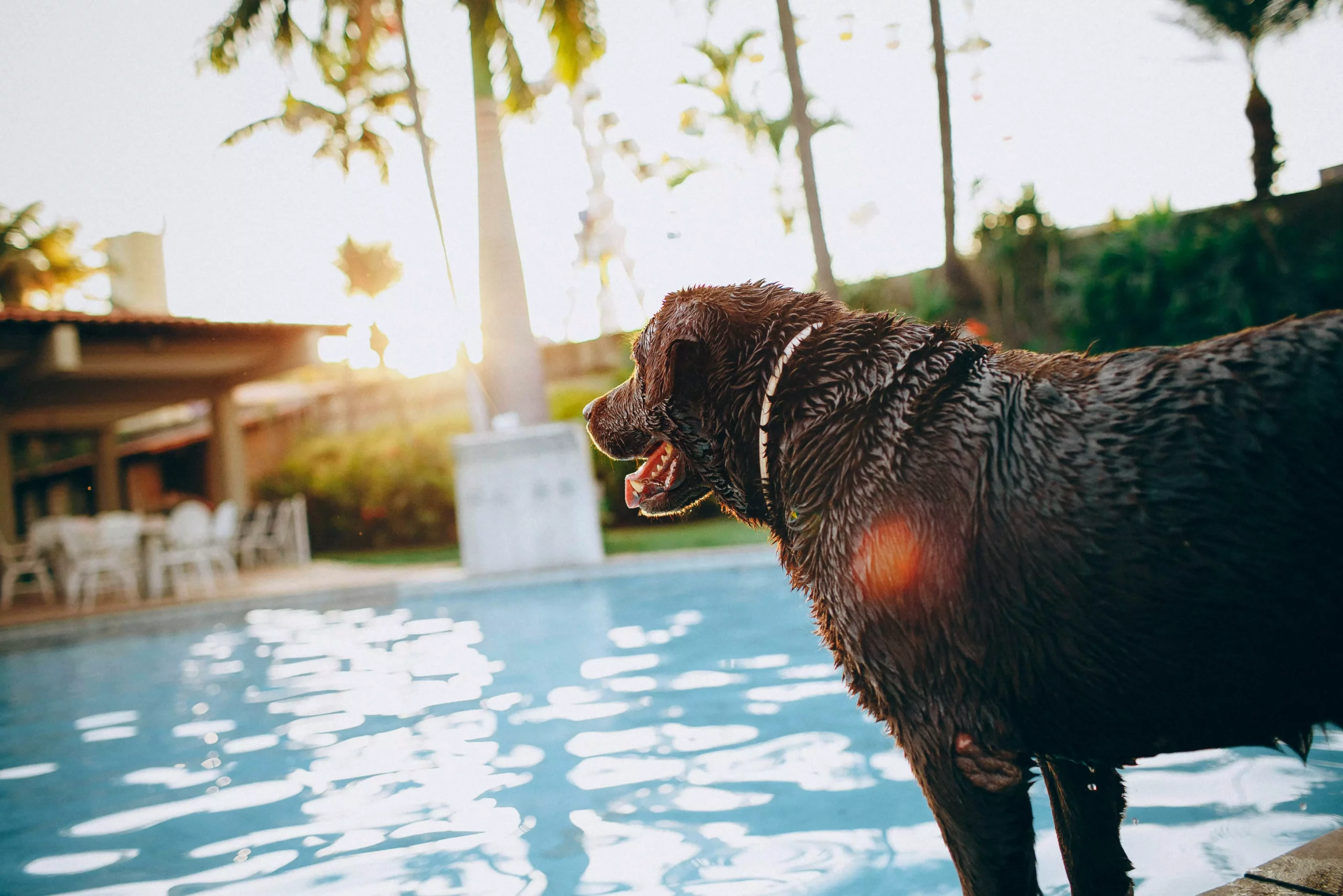Das Bild auf 5min.at zeigt einen Hund am Pool