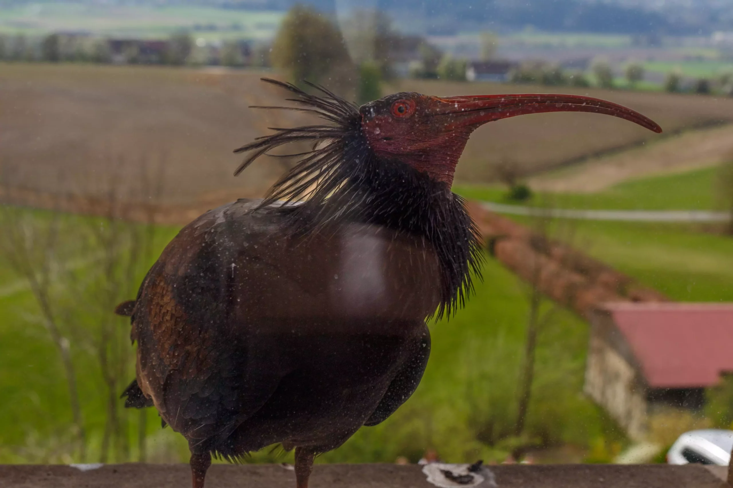 Ein Bild auf 5min.at zeigt einen Waldrapp.