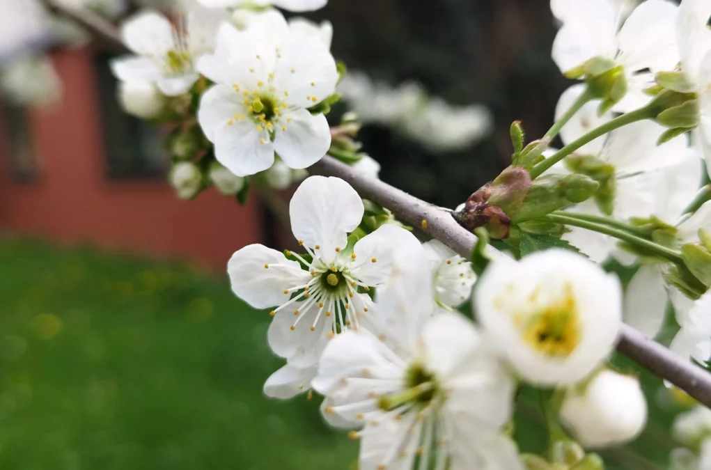 Ein Bild auf 5min.at zeigt weiße Kirschblüten im Frühling.