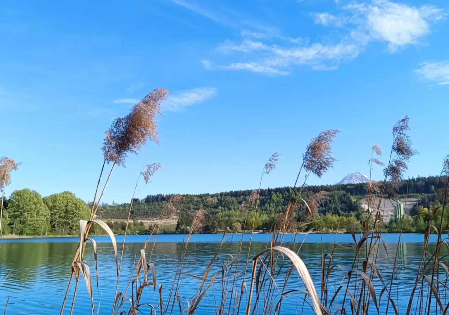 Ein Bild auf 5min.at zeigt Schilf. Im Hintergrund glänzt der Silbersee in der Sonne.