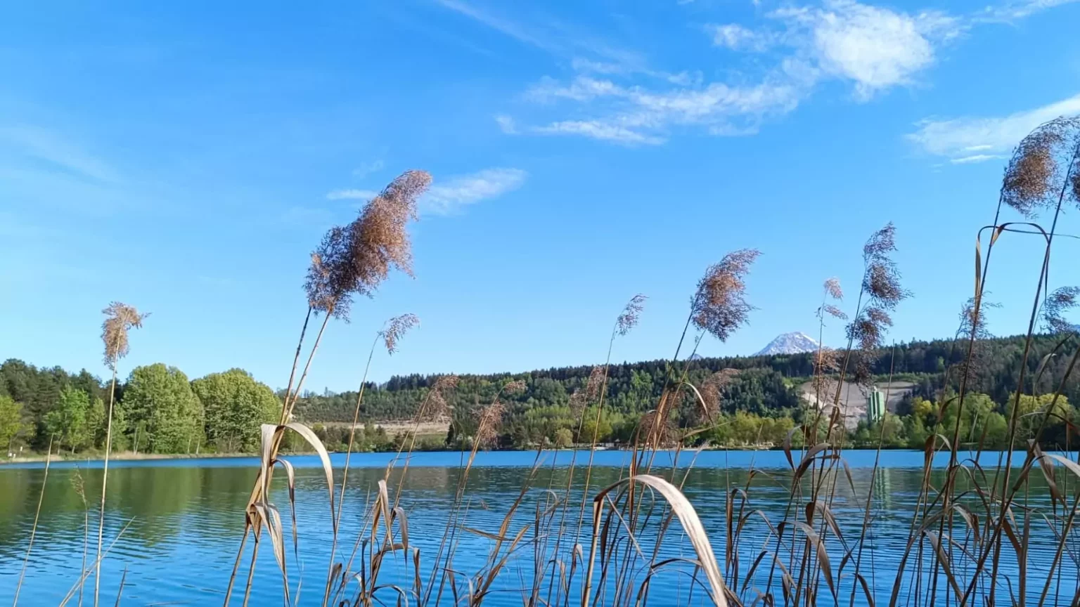 Ein Bild auf 5min.at zeigt Schilf. Im Hintergrund glänzt der Silbersee in der Sonne.