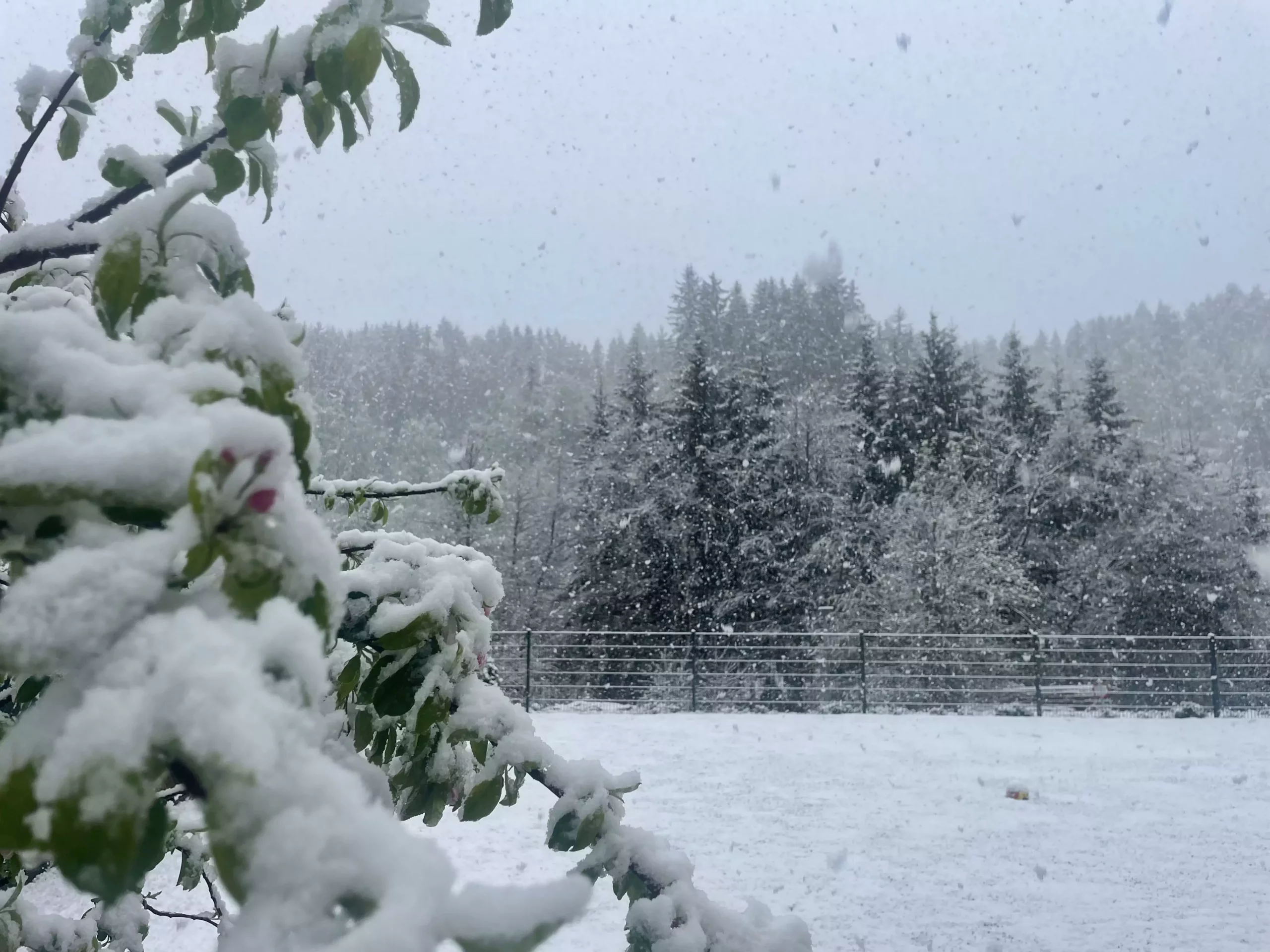 Foto in Beitrag von 5min.at: Zu sehen ist ein weißer Garten voll mit Schnee in Kärnten.