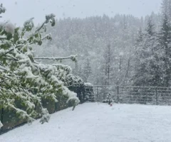 Foto in Beitrag von 5min.at: Zu sehen ist ein Garten in Bad Bleiberg, der verschneit und wei&szlig; ist.