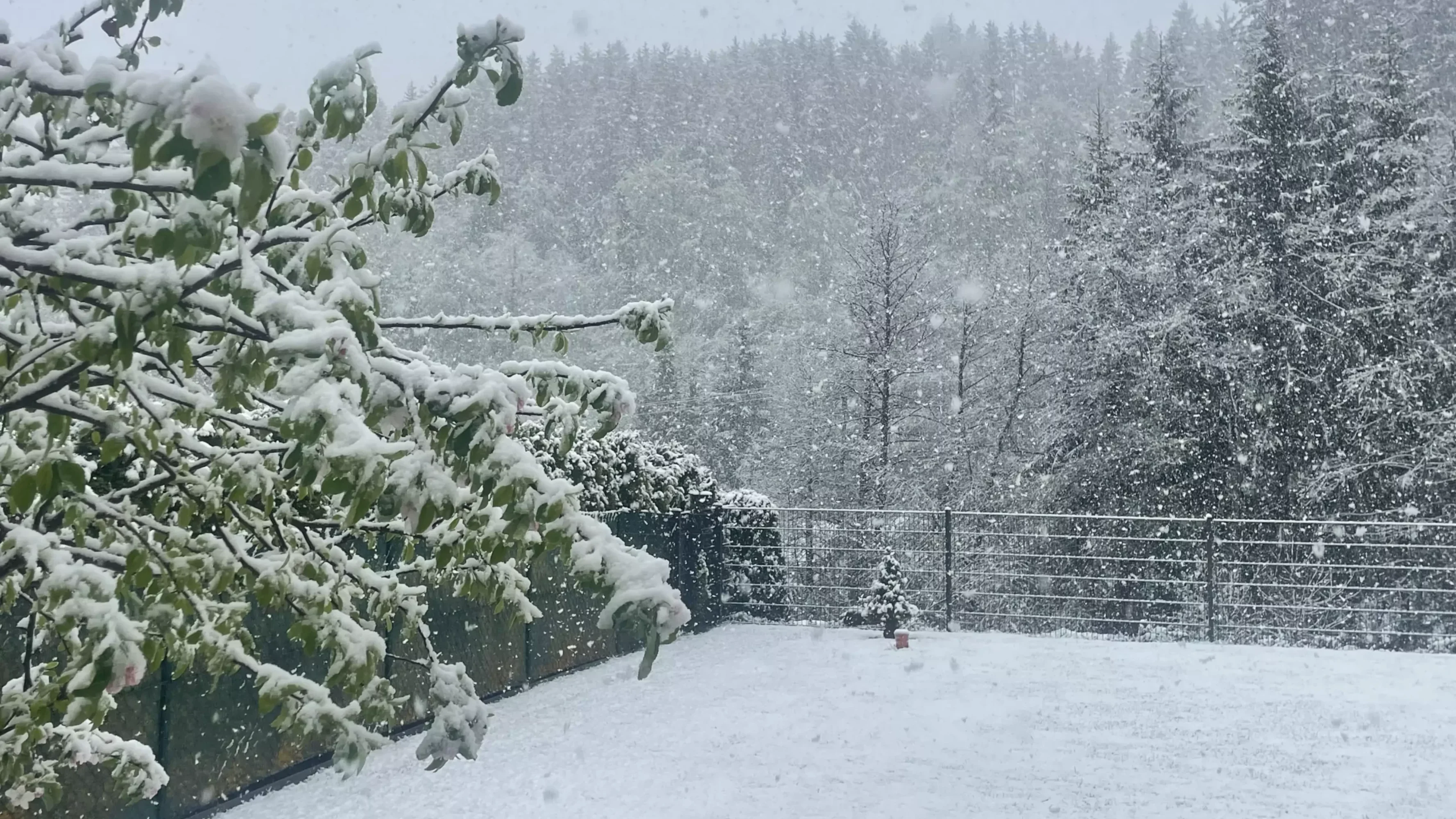 Foto in Beitrag von 5min.at: Zu sehen ist ein Garten in Bad Bleiberg, der verschneit und weiß ist.