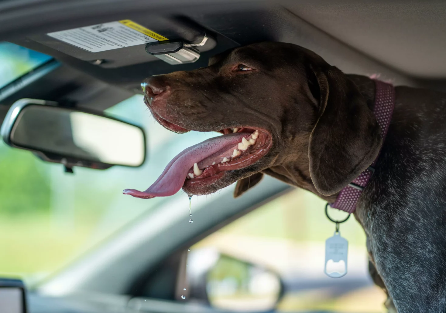Bild auf 5min.at zeigt einen Hund in einem Auto.