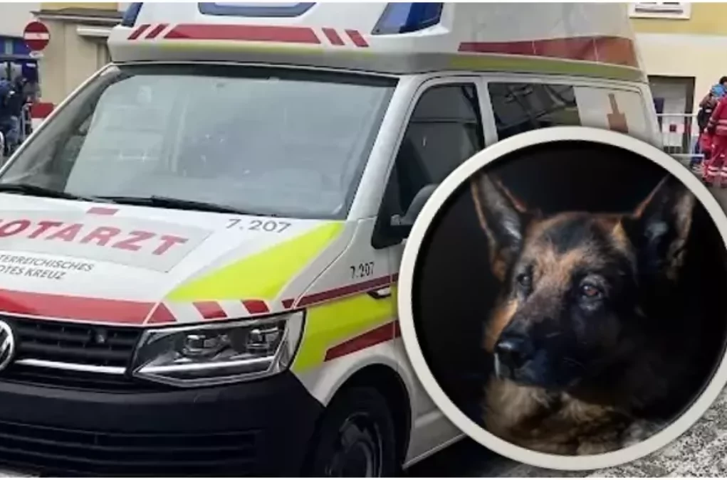 Das Bild auf 5min.at zeigt einen Krankenwagen und einen Schäferhund.