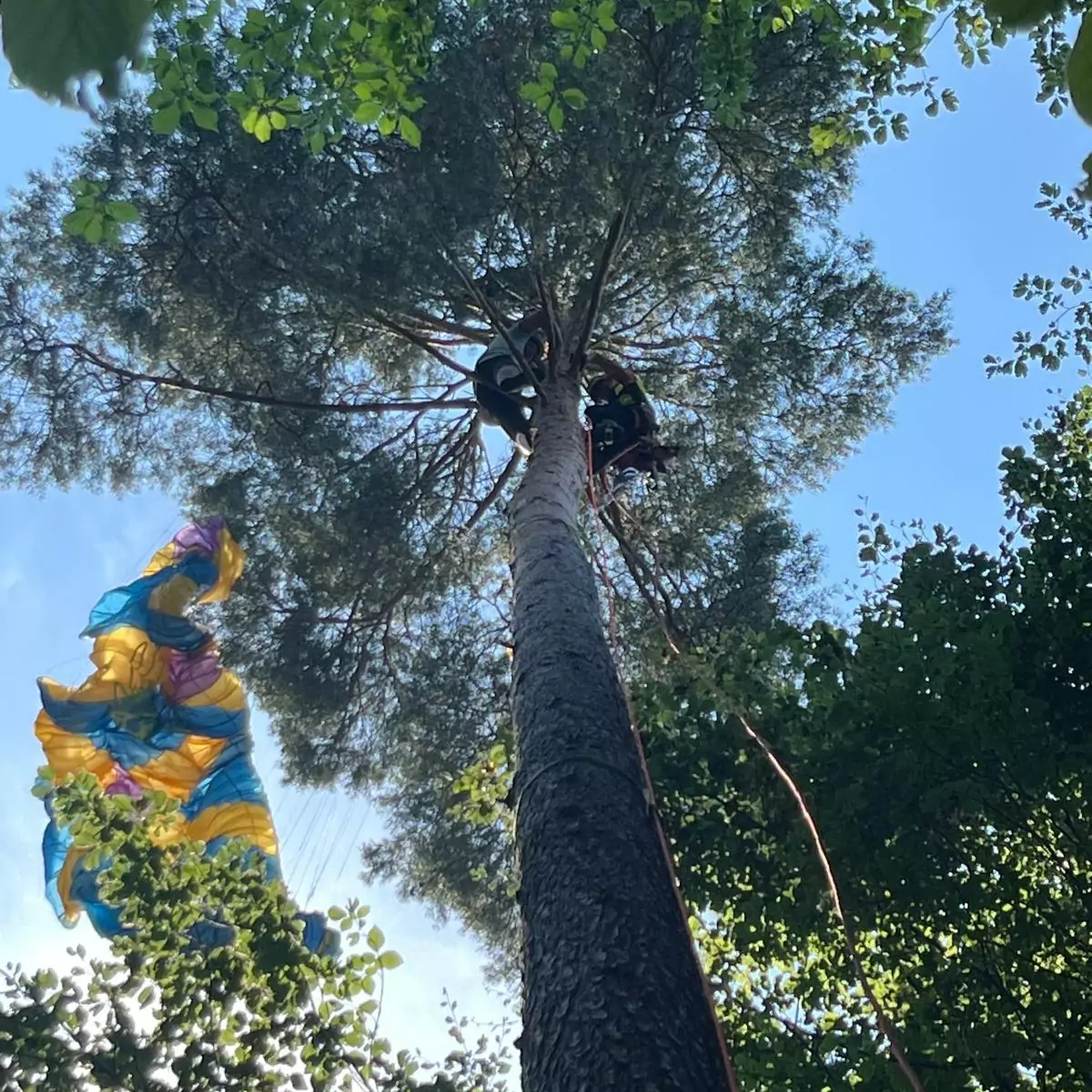 Ein Bild auf 5min.at zeigt einen Paragleit-Schirm in einer Baumkrone.