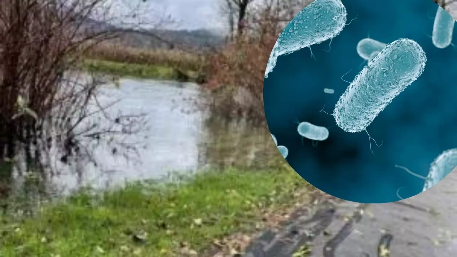Am Bild bei 5min.at sieht man die Sattnitz in Klagenfurt und Keime.