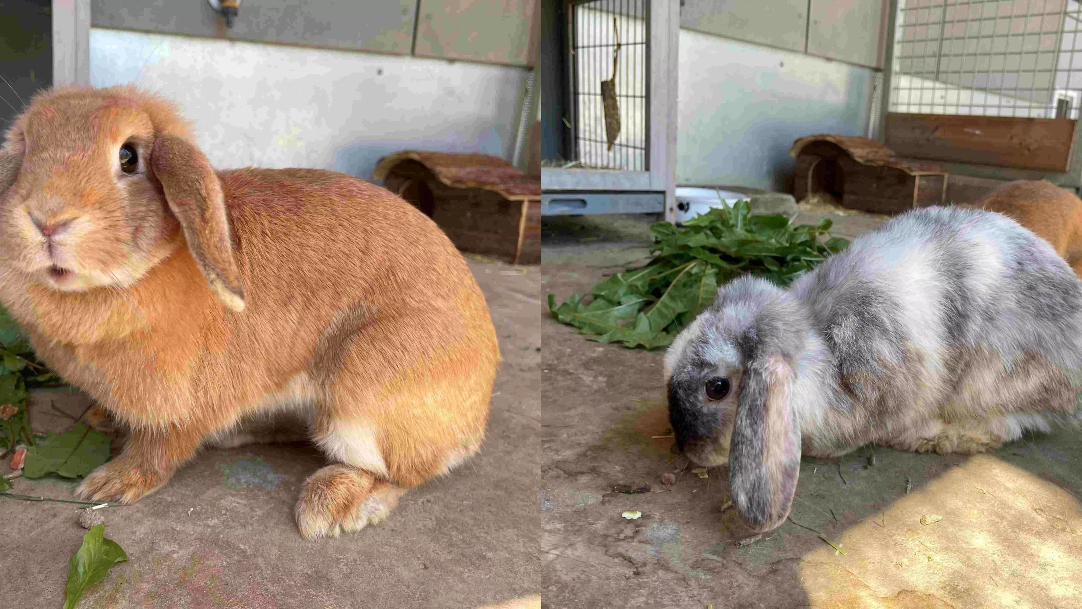 Das Bild auf 5min.at zeigt die beiden Kaninchen, die ausgesetzt wurden.